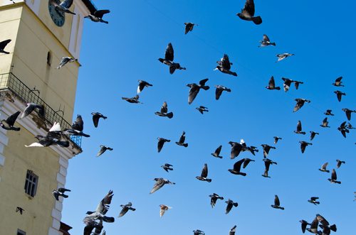 הרחקת יונים